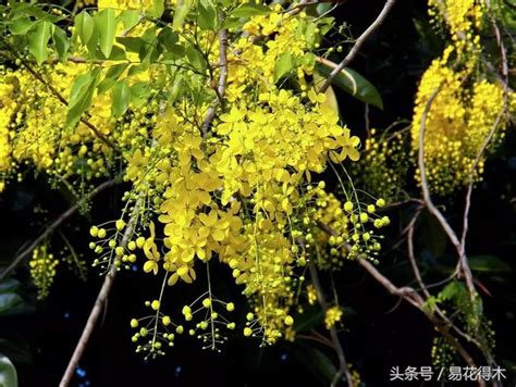 黃色的花樹木|13朵黃色花的植物